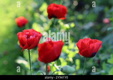 Coquelicots rouges au soleil dans un jardin Banque D'Images