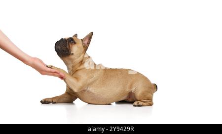 Little PUG donne la patte à une personne méconnaissable, son propriétaire sur fond blanc de studio. Joueur curieux bouledogue français. Banque D'Images