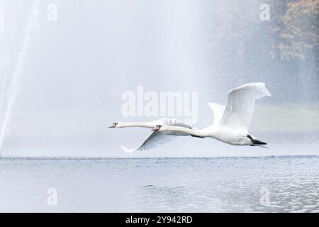 Brême, Allemagne. 08 octobre 2024. Deux cygnes survolent le lac Holler See en face du Parkhotel. Crédit : Sina Schuldt/dpa/Alamy Live News Banque D'Images