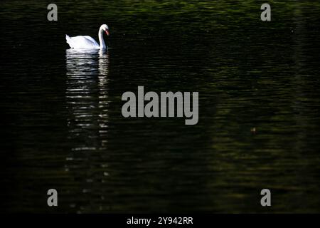 Brême, Allemagne. 08 octobre 2024. Un cygne nage sur le lac Holler See devant le Parkhotel. Crédit : Sina Schuldt/dpa/Alamy Live News Banque D'Images