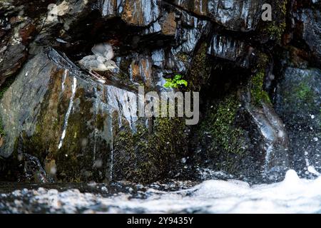 Un jeune poussin plongeur reposant parmi les rochers sous une cascade scintillante, entouré de mousse verte luxuriante dans les paysages sauvages de Guadalajara, Espagne Banque D'Images