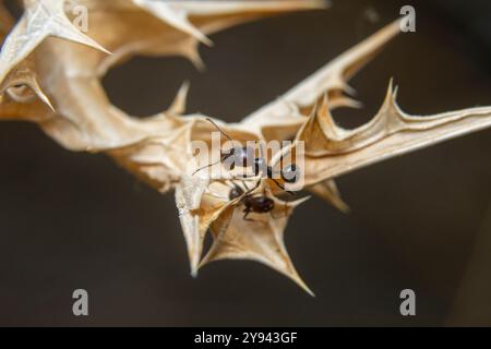Une vue rapprochée de deux fourmis naviguant sur une plante de chardon sec avec des feuilles complexes et pointillées sur un fond doux. Banque D'Images