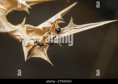 Une photo macro en gros plan capture deux fourmis alors qu'elles traversent la surface nette et épaisse d'une plante séchée, mettant en évidence leur travail d'équipe et leur agilité. Banque D'Images