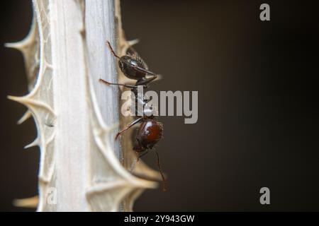 Gros plan a photographié une fourmi sur une tige de plante épaisse, montrant les détails complexes de son corps. Banque D'Images