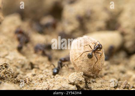 Un gros plan qui capture la nature industrieuse des fourmis lorsqu'elles collaborent pour déplacer une pierre, mettant en valeur leur force et leur travail d'équipe dans un naturel Banque D'Images