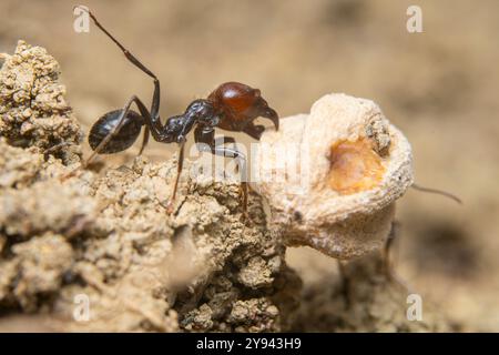 Gros plan d'une fourmi interagissant avec une petite structure, montrant le comportement et les détails complexes d'un insecte. Banque D'Images