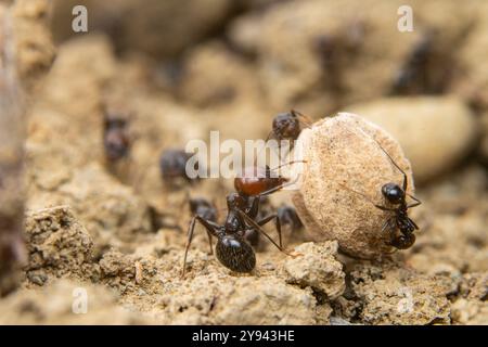 Photo macro de plusieurs fourmis coopérant pour transporter un gros cailloux sur un sol inégal, mettant en valeur le travail d'équipe et la force. Banque D'Images