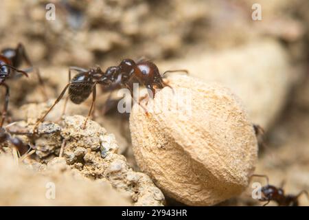 La macrophotographie capture les fourmis alors qu'elles explorent une surface à texture grasse, mettant en valeur leur travail d'équipe et leurs détails complexes. Banque D'Images