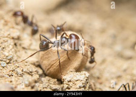 La macrophotographie capture les fourmis alors qu'elles explorent une surface à texture grasse, mettant en valeur leur travail d'équipe et leurs détails complexes. Banque D'Images