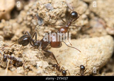 La macro photographie met en valeur un groupe de fourmis qui naviguent et travaillent en collaboration sur un terrain accidenté, mettant en évidence des détails complexes. Banque D'Images