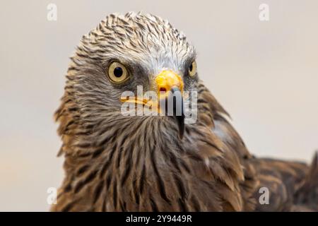 Cette image détaillée capture le regard intense et le plumage détaillé d'un rapace, en se concentrant sur ses yeux pointus et son bec jaune sur un fond doux Banque D'Images