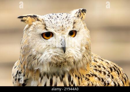 Gros plan détaillé d'un aigle-hibou, présentant ses yeux orange intenses et ses plumes tachetées sur un fond flou Banque D'Images