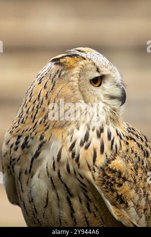 Une image en gros plan saisissante capturant le majestueux aigle hibou, soulignant ses yeux intenses et son plumage détaillé avec un arrière-plan doux et flou, accentuation Banque D'Images