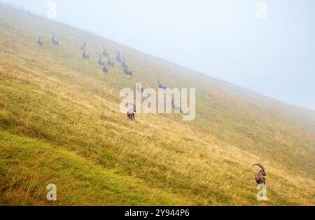 Une lignée de chèvres de montagne monte à travers un pré vert et brumeux dans les Alpes suisses, montrant leur habitat naturel entouré d'un brouillard dense Banque D'Images