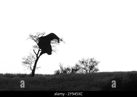 Arbre de paysage noir et blanc comme une silhouette avec un tisserand social oiseaux niche contre le ciel. Kalahari, Afrique du Sud Banque D'Images