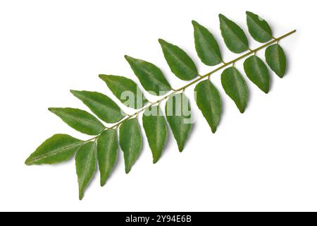 feuilles de curry fond blanc isolé avec des ombres, herbes riches en nutriments sains utilisées dans la cuisine asiatique, utilisées dans la médecine traditionnelle Banque D'Images