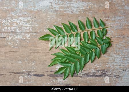 curry feuilles du feuillage sur la surface de table en bois, herbes riches en nutriments sains utilisées dans la cuisine asiatique, utilisées dans la médecine traditionnelle, prises d'en haut Banque D'Images