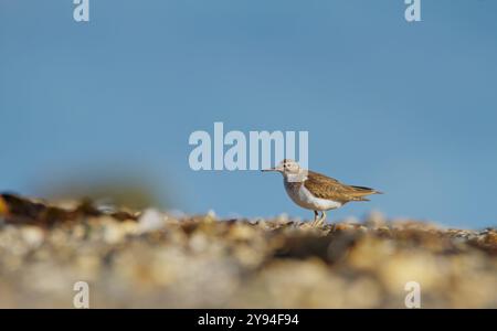 Vue latérale d'Un seul Sandpiper commun, Actitis hypoleucos, marchant sur Une plage de Stony avec Copyspace, Stanpit Marsh, Royaume-Uni Banque D'Images