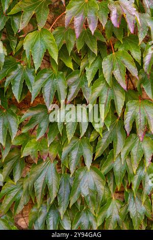 Boston Ivy, également connu sous le nom de lierre japonais, bineweed ou lierre de raisin poussant sur le mur dans Castle Combe Village à la fin de l'été Banque D'Images