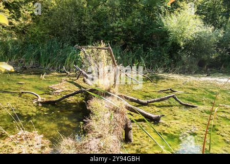 Vieil arbre sec tombé sur les petites eaux du lac dans la forêt gros plan sur la journée ensoleillée d'été Banque D'Images