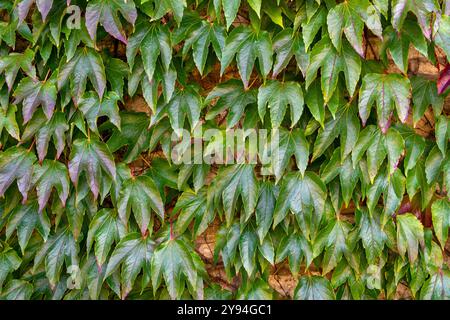 Boston Ivy, également connu sous le nom de lierre japonais, bineweed ou lierre de raisin poussant sur le mur dans Castle Combe Village à la fin de l'été Banque D'Images