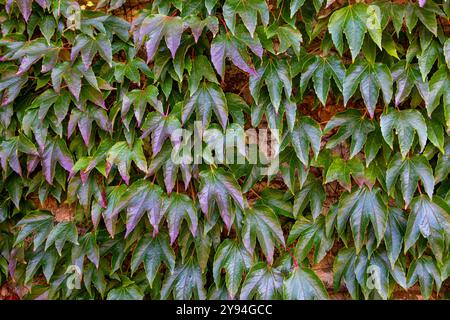 Boston Ivy, également connu sous le nom de lierre japonais, bineweed ou lierre de raisin poussant sur le mur dans Castle Combe Village à la fin de l'été Banque D'Images