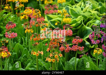 Printemps mixte de hostas et de fleurs d'primroses candélabres, hybrides candélabres Primula dans le jardin britannique mai Banque D'Images