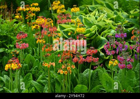 Printemps mixte de hostas et de fleurs d'primroses candélabres, hybrides candélabres Primula dans le jardin britannique mai Banque D'Images