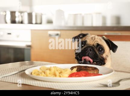 Carlin de race pure assis à la table et lèche sur la côtelette, couché dans l'assiette Banque D'Images