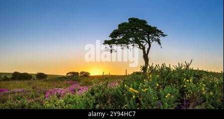 L'arbre bien connu des mines Priddy qui surplombe l'étang Priddy après le coucher du soleil avec gorse fleurissante au premier plan Banque D'Images