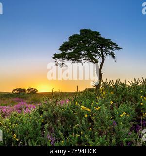 L'arbre bien connu des mines Priddy qui surplombe l'étang Priddy après le coucher du soleil avec gorse fleurissante au premier plan Banque D'Images