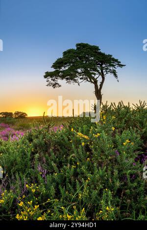 L'arbre bien connu des mines Priddy qui surplombe l'étang Priddy après le coucher du soleil avec gorse fleurissante au premier plan Banque D'Images