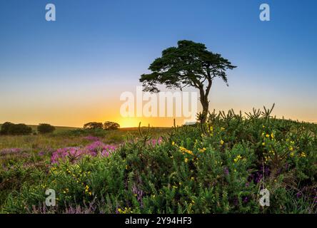 L'arbre bien connu des mines Priddy qui surplombe l'étang Priddy après le coucher du soleil avec gorse fleurissante au premier plan Banque D'Images