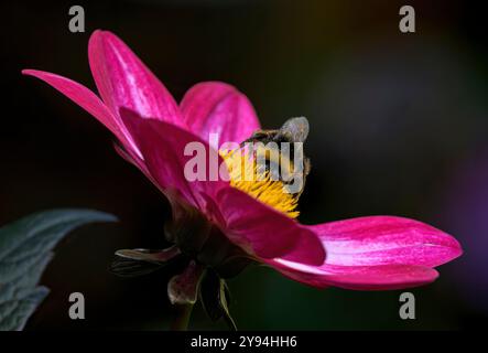 Dahlia Dahlegria Magenta Bicolour montrant ses pétales roses vives avec Bee se nourrissant dessus et foyer différentiel Banque D'Images