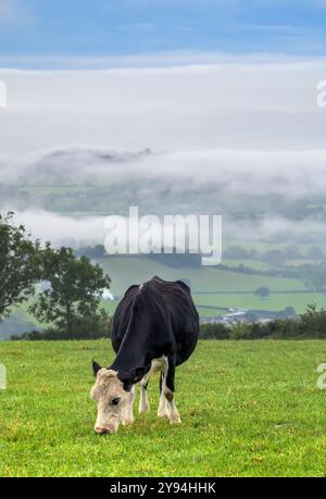 Vache noire et blanche pâturant en champ sur les Mendips avec des collines couvertes de brume en arrière-plan et un ciel bleu Banque D'Images