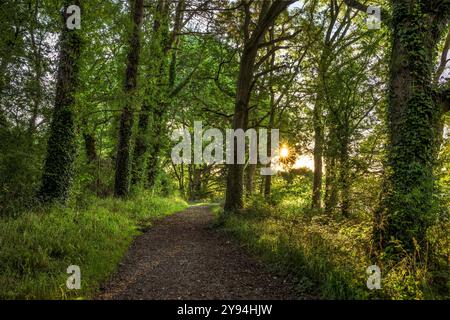 Chemin forestier à Blagdon Lake, Somerset, Royaume-Uni juste après le lever du soleil avec Starburst venant à travers les arbres ensoleillés à l'heure dorée. Prise fin été Banque D'Images