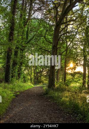 Chemin forestier à Blagdon Lake, Somerset, Royaume-Uni juste après le lever du soleil avec Starburst venant à travers les arbres à l'heure dorée. Prise fin été / automne Banque D'Images