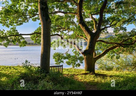 Arbres ensoleillés tôt le matin au lac Blagdon depuis le chemin boisé, Bladgon, Somerset, Royaume-Uni juste après le lever du soleil. Prise fin été/début automne Banque D'Images