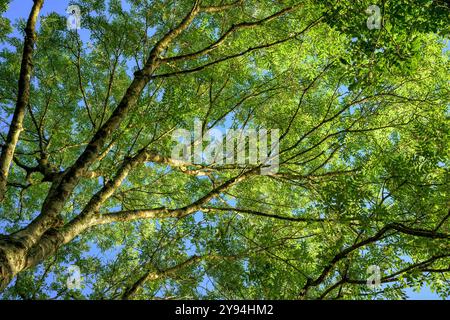 Regardant vers le haut les beaux arbres verts et ensoleillés dans l'heure dorée au lever du soleil. Prise à Blagdon Lake, Somerset, royaume-uni fin été / début automne. Banque D'Images