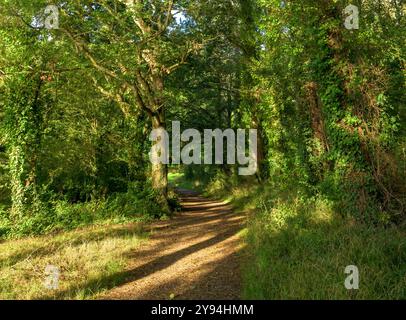 Promenade à l'aube autour du chemin boisé à Blagdon Lake, Somerset, Royaume-Uni juste après le lever du soleil. Prise en septembre mais les arbres toujours vert vif au début du Mornin Banque D'Images