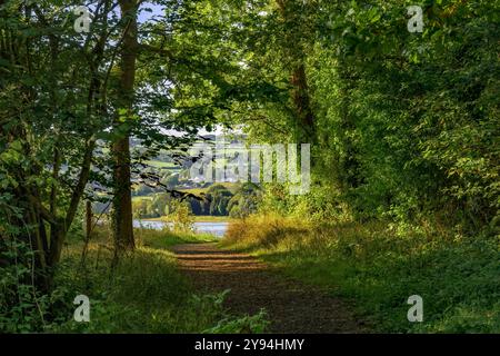 Chemin forestier à Blagdon Lake, Somerset, Royaume-Uni juste après le lever du soleil avec des arbres ensoleillés vert vif dans le soleil tôt le matin et le village de Blagdon dans le dist Banque D'Images