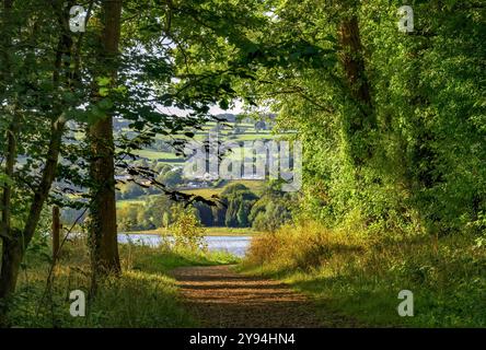 Chemin forestier à Blagdon Lake, Somerset, Royaume-Uni juste après le lever du soleil avec des arbres ensoleillés vert vif dans le soleil tôt le matin et le village de Blagdon dans le dist Banque D'Images