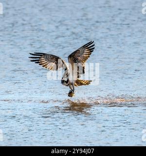 Juvénile Osprey au lac Chew Valley plongée et capture du poisson qui est annelé et a IM2 sur elle et vient de Contin en Écosse Banque D'Images