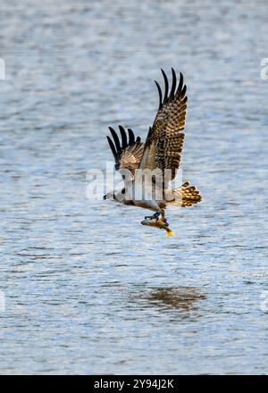 Juvénile Osprey au lac Chew Valley plongée et capture du poisson qui est annelé et a IM2 sur elle et vient de Contin en Écosse Banque D'Images