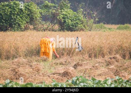 Debidwar : décembre 14,2023-agriculteur ouvrier coupant le riz paddy dans le champ Bangladesh. Banque D'Images