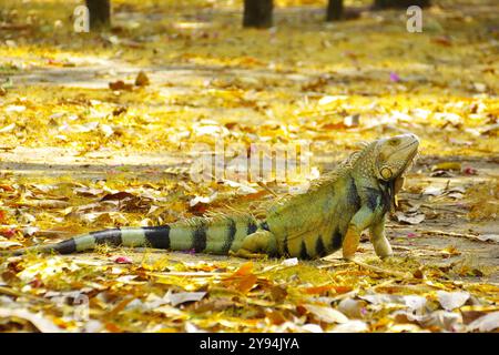 Iguana verte se baignant au soleil Banque D'Images