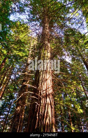 Forêt de séquoias de Monte Cabezón, Monument naturel des séquoias de Monte Cabezón, Cabezon de la Sal, Cantabrie, Espagne Banque D'Images