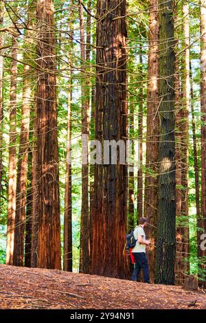 Forêt de séquoias de Monte Cabezón, Monument naturel des séquoias de Monte Cabezón, Cabezon de la Sal, Cantabrie, Espagne Banque D'Images