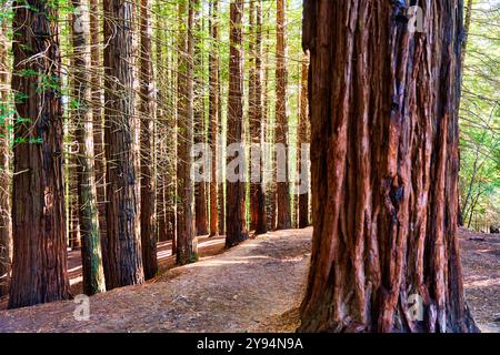 Forêt de séquoias de Monte Cabezón, Monument naturel des séquoias de Monte Cabezón, Cabezon de la Sal, Cantabrie, Espagne Banque D'Images