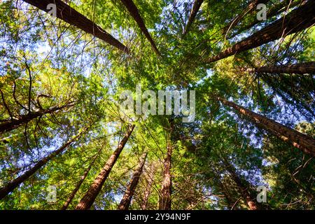 Forêt de séquoias de Monte Cabezón, Monument naturel des séquoias de Monte Cabezón, Cabezon de la Sal, Cantabrie, Espagne Banque D'Images